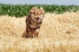 CHIEN FINNOIS DE LAPONIE 522